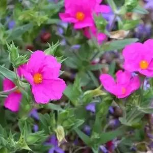 Cistus × pulverulentus 'Sunset' - image 1