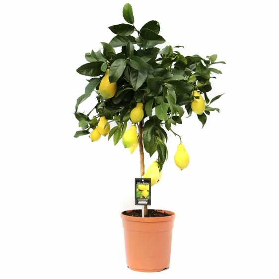 Citrus limon - Lemon