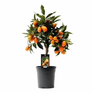 Citrus margarita - Kumquat