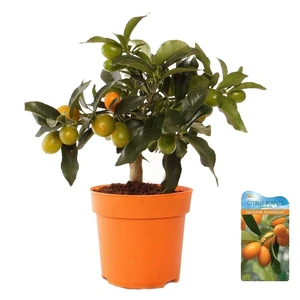 Citrus margarita - Kumquat 14cm