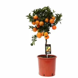 Citrus reticulata - Mandarin