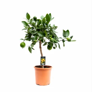 Citrus x aurantiifolia - Lime