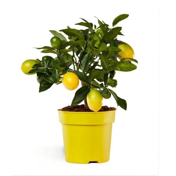 Citrus x floridana - Limequat 14cm