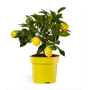 Citrus x floridana - Limequat 14cm