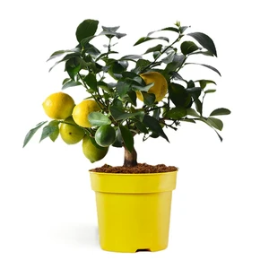 Citrus - Lemon 'Meyer' 12cm