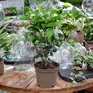 Citrus - Lemon 'Meyer' 3L