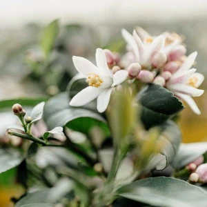 Citrus - Lemon 'Meyer' 12cm - image 2