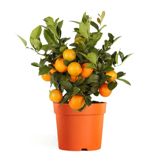 Citrus x limonia - Rangpur Lime