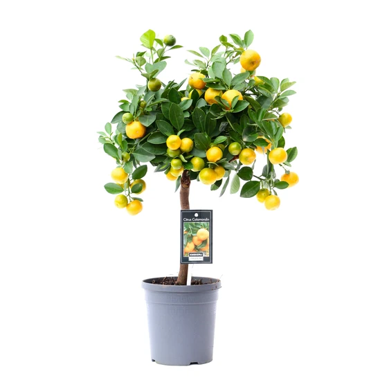 Citrus x microcarpa - Calamondin Std