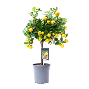 Citrus x microcarpa - Calamondin Std