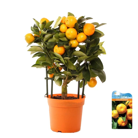 Citrus x microcarpa - Calamondin 12cm