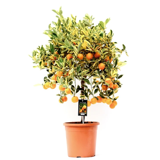 Citrus x microcarpa 'Variegata' - Calamondin Std