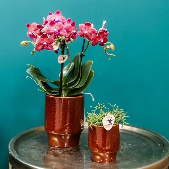 Classy Red Pot -  Ø 6cm - image 2