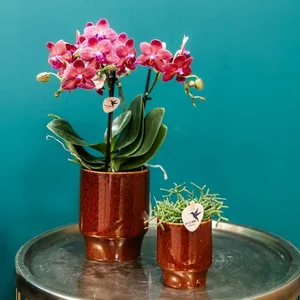 Classy Red Pot -  Ø 6cm - image 2
