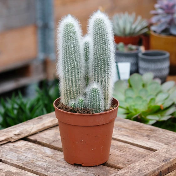 Cleistocactus strausii