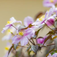 Clematis