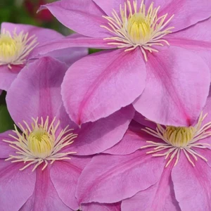 Clematis 'Abilene'