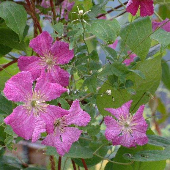 Image Credit: ©2026 John Richards Nurseries Ltd