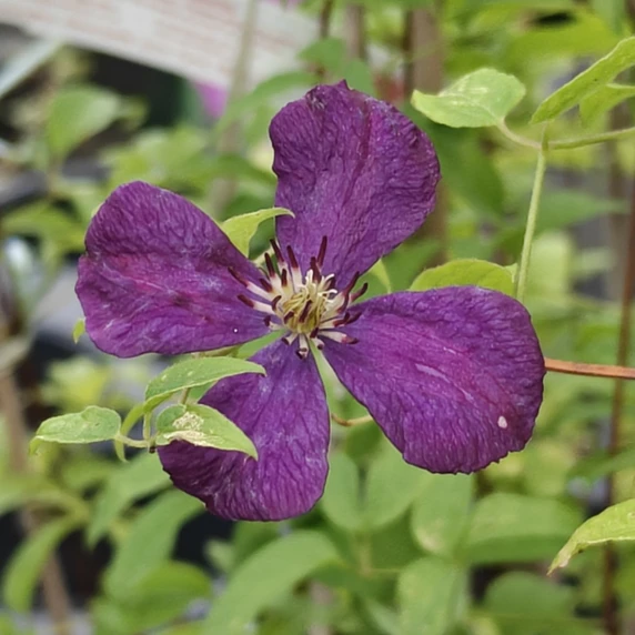 Clematis viticella 'Abundance' - image 1