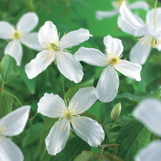 Clematis montana 'Alba'