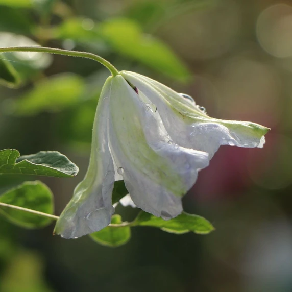 Clematis viticella 'Alba Luxurians' - image 2