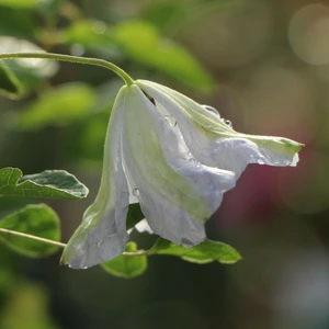 Clematis viticella 'Alba Luxurians' - image 2