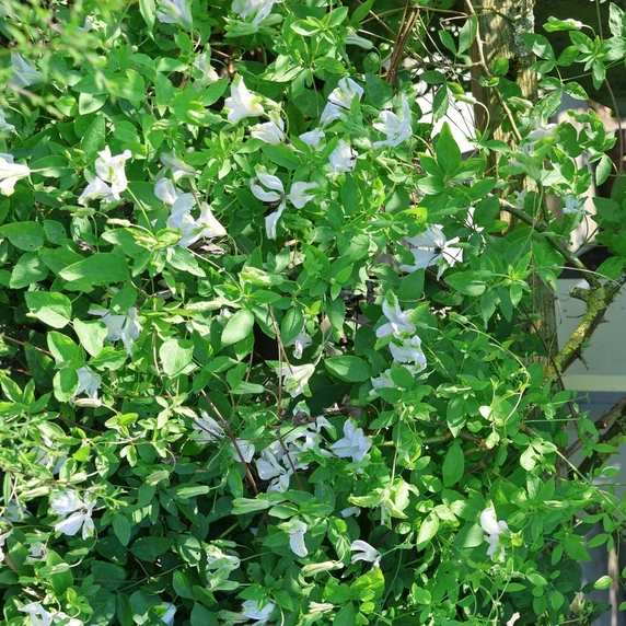 Clematis viticella 'Alba Luxurians' - image 3