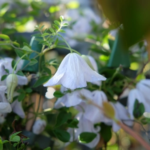 Clematis 'Alba Luxurians'