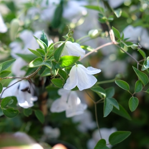 Clematis viticella 'Alba Luxurians' - image 2