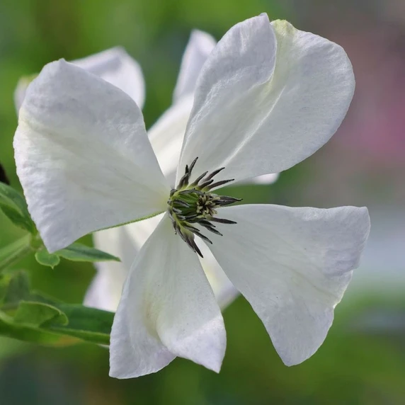 Clematis viticella 'Alba Luxurians' - image 1
