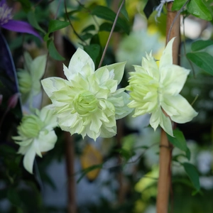Clematis 'Alba Plena'