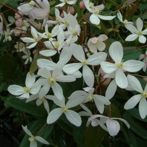 Clematis armandii 'Apple Blossom'