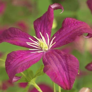 Clematis 'Arabella' - image 2