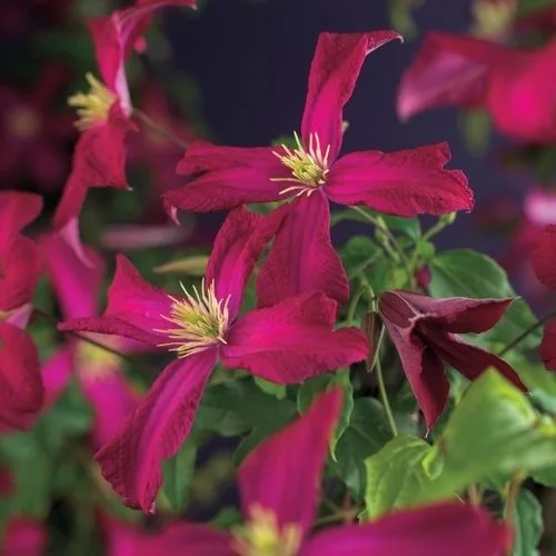 Clematis 'Arabella' - image 1