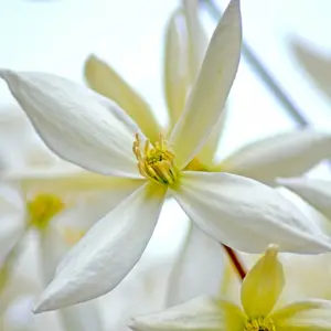 Clematis armandii 16cm