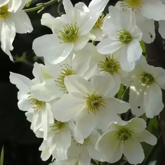 Clematis x cartmanii 'Avalanche' 3L