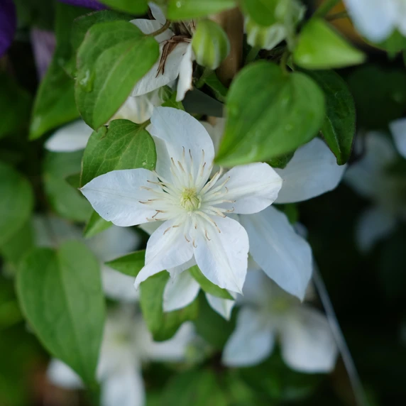 Clematis patens 'Baby Star' - image 3