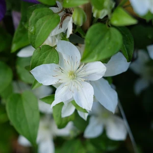 Clematis patens 'Baby Star' - image 3