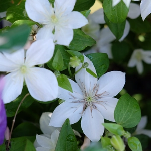 Clematis 'Baby Star'