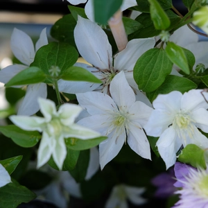 Clematis patens 'Baby Star' - image 2