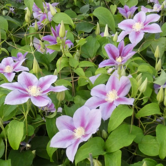 Image Credit: ©2026 John Richards Nurseries Ltd