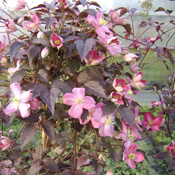 Picture - Genesis Plant Marketing