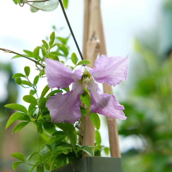 Clematis viticella 'Betty Corning'
