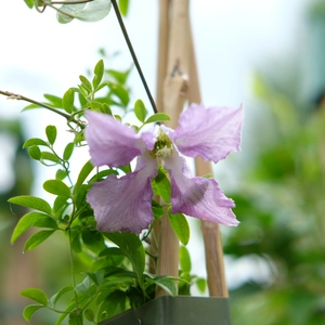 Clematis 'Betty Corning'