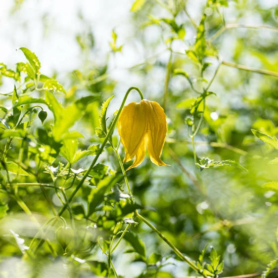 Clematis orientalis 'Bill MacKenzie'