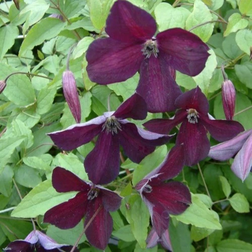 Clematis viticella 'Black Prince'