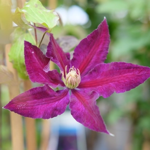 Clematis 'Black Tea'