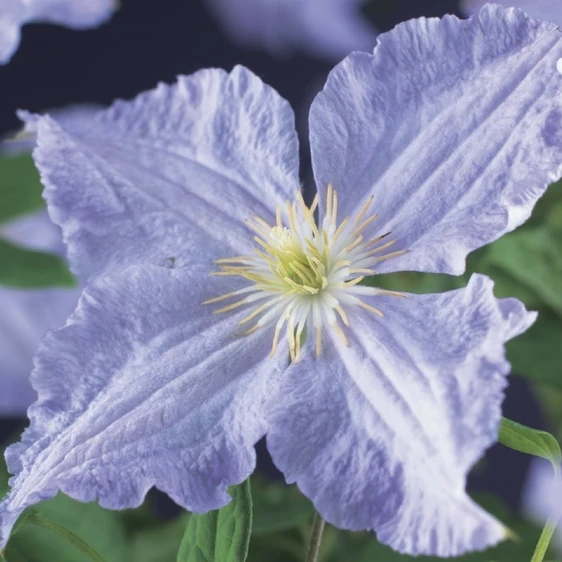 Clematis 'Blue Angel'