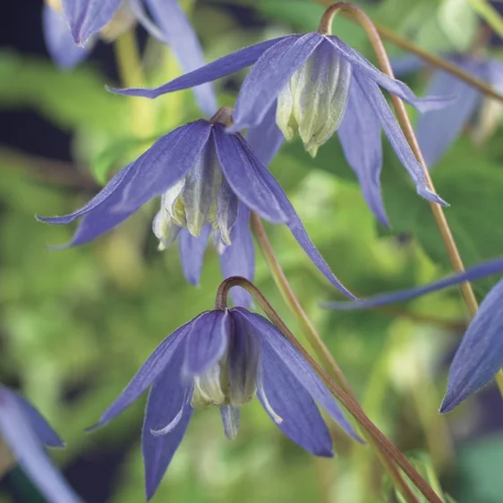 Clematis alpina 'Blue Dancer' | Picture Credit - Van der Starre BV 