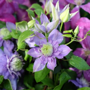 Clematis 'Blue Light' - image 2